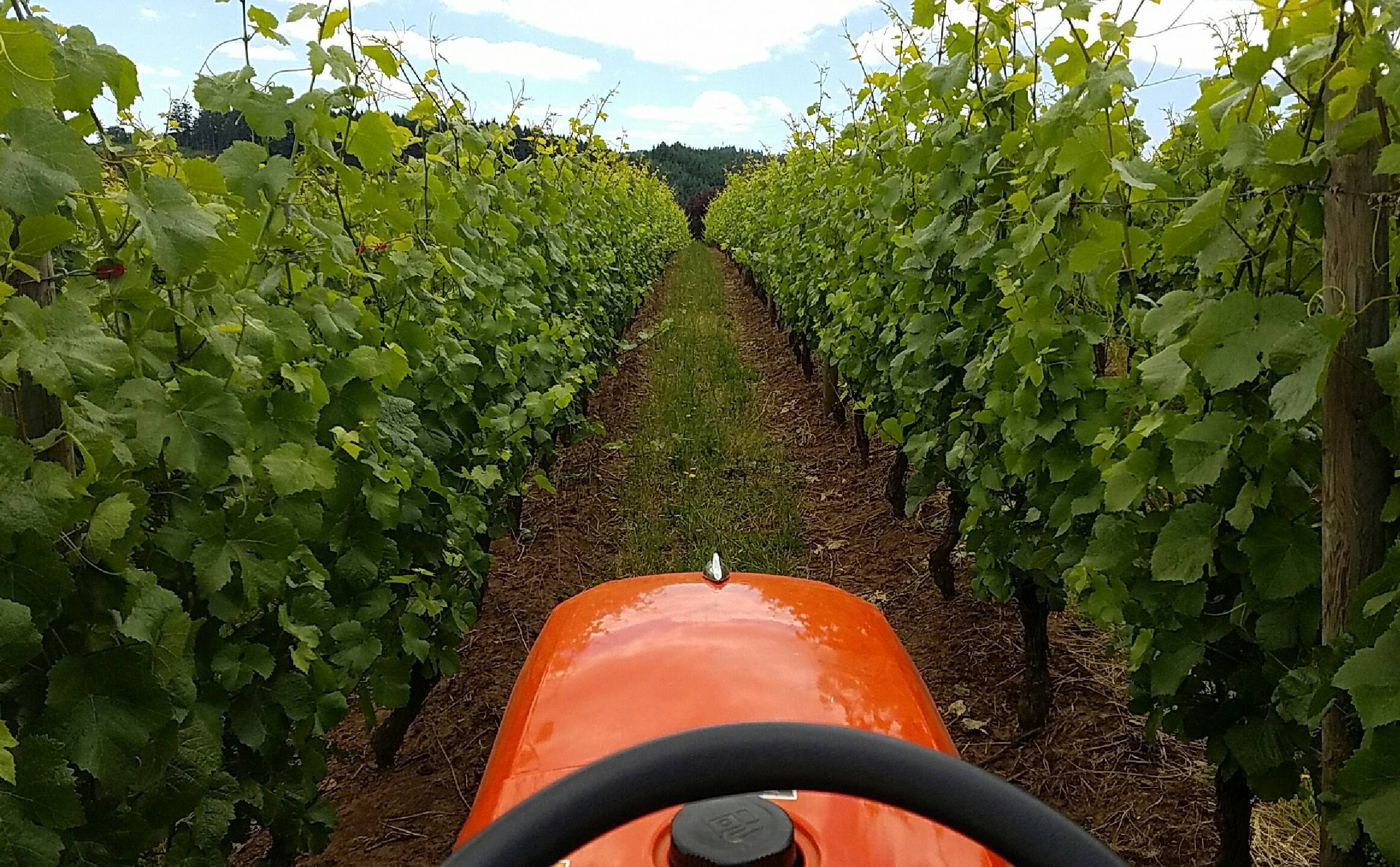 View of One Heart Vineyard from orange tractor between rows