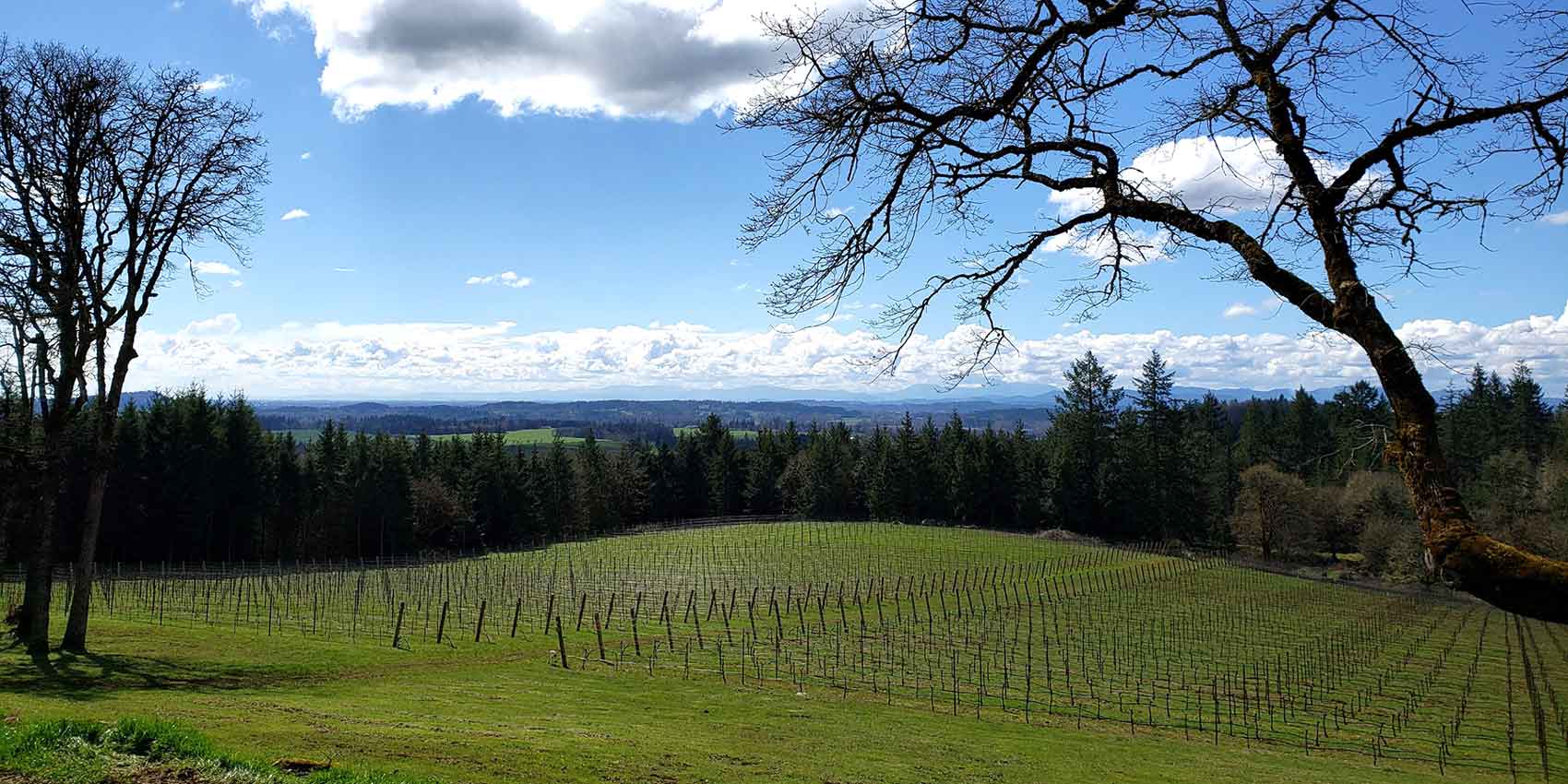 Spring vineyard scene